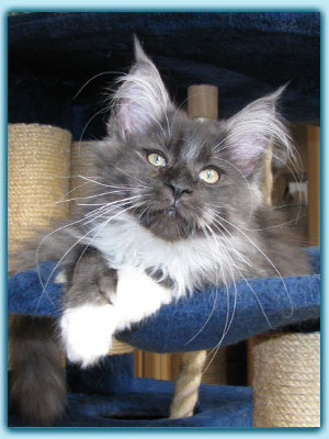 O' Smokie of Yankee Cats