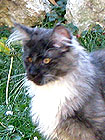 Smokie 6 Wochen